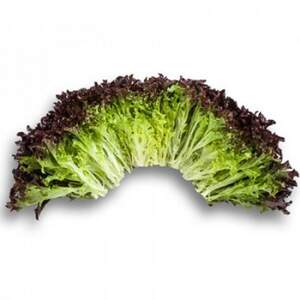 Салат "Кодекс (Codex RZ)" 1 000 с. Рійк Цваан/(Rijk Zwaan)