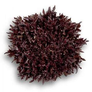 Салат "Кодекс (Codex RZ)" 5 000 с. Рійк Цваан/(Rijk Zwaan)