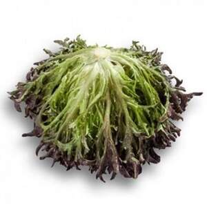 Салат "Кодекс (Codex RZ)" 5 000 с. Рійк Цваан/(Rijk Zwaan)