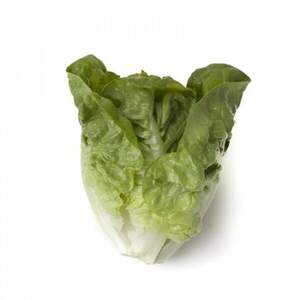 Салат "Тудела (Tudela)" 5000 с. Рік Цваан, (Rijk Zwaan)