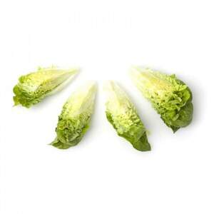 Салат "Тудела (Tudela)" 5000 с. Рік Цваан, (Rijk Zwaan)