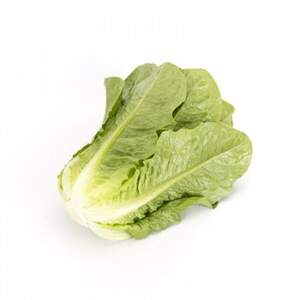 Салат "Тукадонна (Tuccadona)" 5000 с. Рік Цваан, (Rijk Zwaan)