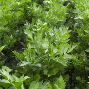 Селера черешковий "Артур" 10 000 с. Рік Цваан, (Rijk Zwaan)