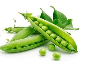 Горох "Едді" F1 25 кг Хазера, (Hazera)