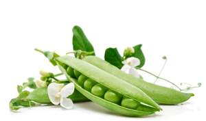 Горох "Екселенс" F1 25 кг Хазера, (Hazera)