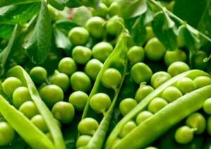 Горох "Екселенс" F1 25 кг Хазера, (Hazera)