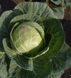 Капуста білокачанна "Емілі" F1 – 2500 с. калібр. (Hazera)