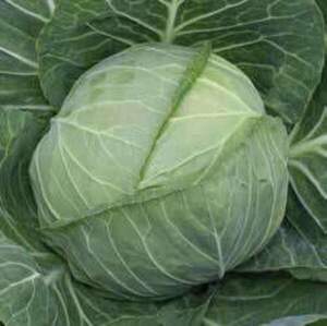 Капуста білокачанна "Емілі" F1 – 2500 с. калібр. (Hazera)