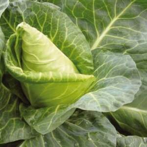 Капуста конічна Капуста конічна