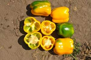 Перець "Гуалда" F1 250 с, HAZERA (Хазера)