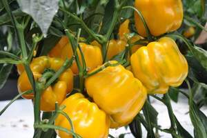 Перець "Гуалда" F1 250 с, HAZERA (Хазера) Перець "Гуалда" F1 250 с, HAZERA (Хазера)