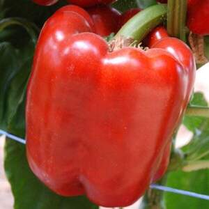 Перець "Крімсон Кінг F1" 250 с, HAZERA (Хазера) Перець "Крімсон Кінг F1" 250 с, HAZERA (Хазера)