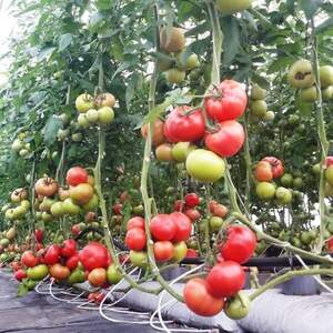 Томат Томат