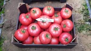 Томат "Маністелла F1" 500 c. (Hazera)