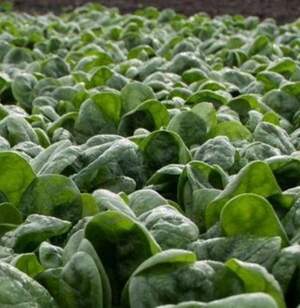 Шпинат "Санта Круз/Santa Cruz F1" 50 000 c. (Hazera)