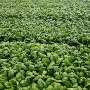 Шпинат "Санта Круз/Santa Cruz F1" 50 000 c. (Hazera)