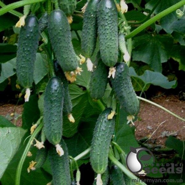Огірок «Мадіта» F1 1000 с. Семініс, (Seminis) Огірок «Мадіта» F1 1000 с. Семініс, (Seminis)