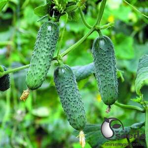 Огірок «Мадіта» F1 1000 с. Семініс, (Seminis) Огірок «Мадіта» F1 1000 с. Семініс, (Seminis)