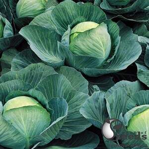 Капуста білокачанна середньо пізня, "Атрія" F1 1000 сем., Семініс, (Seminis)