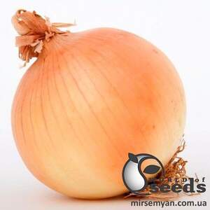 Цибуля "Кенді / Kendi" F1 250 000 семена (Семініс / Seminis)