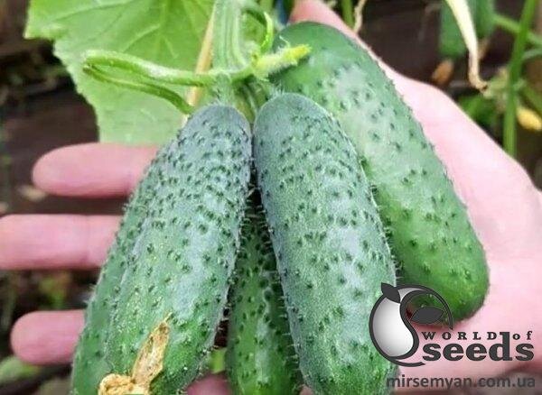 Огірок "Мадрілен F1 / Madrilene F1" 1 000 с. Семініс, (Seminis) Огірок "Мадрілен F1 / Madrilene F1" 1 000 с. Семініс, (Seminis)
