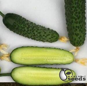 Огірок "Мадрілен F1 / Madrilene F1" 1 000 с. Семініс, (Seminis) Огірок "Мадрілен F1 / Madrilene F1" 1 000 с. Семініс, (Seminis)