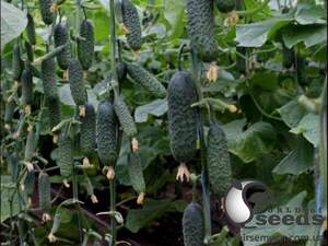 Огірок "Мадрілен F1 / Madrilene F1" 1 000 с. Семініс, (Seminis) Огірок "Мадрілен F1 / Madrilene F1" 1 000 с. Семініс, (Seminis)