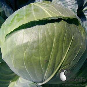 Капуста білокачанна "Ларсія / Larsia" F1 2 500 сем., Семініс, (Seminis)