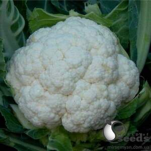 Насіння капусти цвітної "Кердос F1/Kerdous F1" 1000 семена Семініс (Seminis)