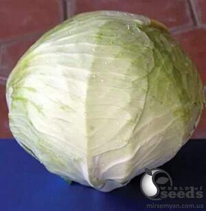 Капуста білокачанна "Фундаксі F1 (Fundaxy F1)" F1 2 500 сем., Семініс, (Seminis)