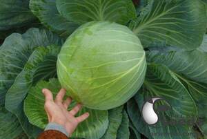 Капуста білокачанна "Фундаксі F1 (Fundaxy F1)" F1 2 500 сем., Семініс, (Seminis)