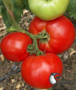 Насіння томату Мірсіні F1 (Mirsini F1) 1000 сем , Семініс, (Seminis)