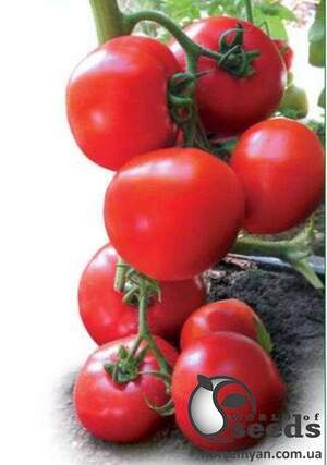 Насіння томату "Ядвіга F1/ Yadviga F1" 100 сем , Kitano/Китано