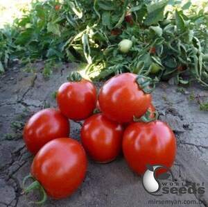 Насіння томату "Асвон F1/ Aswan F1" 5 000 сем , Kitano/Китано Насіння томату "Асвон F1/ Aswan F1" 5 000 сем , Kitano/Китано