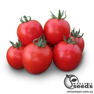 Насіння томату "Асвон F1/ Aswan F1" 1 000 сем , Kitano/Китано