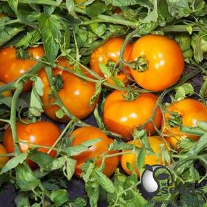 Насіння томату "Айсан F1/ Ajsan F1" 1 000 сем , Kitano/Китано