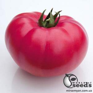 Насіння томату "Касаморі F1 / Kasamori F1" 100 сем , Kitano/Китано