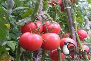 Насіння томату "Касаморі F1 / Kasamori F1" 100 сем , Kitano/Китано