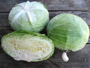 Капуста білокачанна "Наомі F1 / Naomy F1" 2 500 сем., Китано (Kitano)