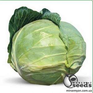 Капуста білокачанна "Наомі F1 / Naomy F1" 1000 сем., Китано (Kitano)