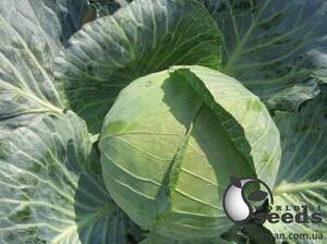 Капуста білокачанна "Наомі F1 / Naomy F1" 1000 сем., Китано (Kitano)