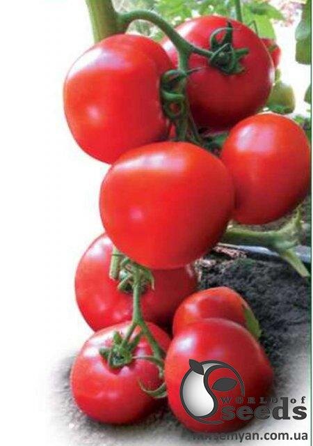 Насіння томату "Ядвіга F1/ Yadviga F1" 500 сем , Kitano/Китано Насіння томату "Ядвіга F1/ Yadviga F1" 500 сем , Kitano/Китано
