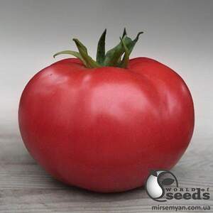 Насіння томату "Кібо F1/ Kibo F1" 1 000 сем , Kitano/Китано