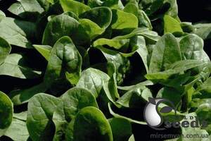 Шпинат "Рембрандт F1/Rembrandt F1" 50 000 с. , Бейо (Bejo)