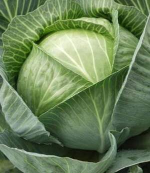 Капуста білокачанна "Каунтер F1/Counter F1" 10 000 с. Бейо (Bejo)