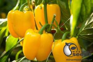 Перець Турбін F1/Turbin 1000 семена Бейо (Bejo) Перець Турбін F1/Turbin 1000 семена Бейо (Bejo)