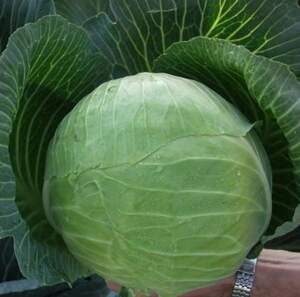 Капуста білокачанна середньопізній "Харікейн F1/Hurricane F1" 10 000 с. Бейо (Bejo)