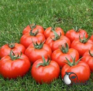 Томат "Мармара" F1 1000 семена (Yuksel Seeds)