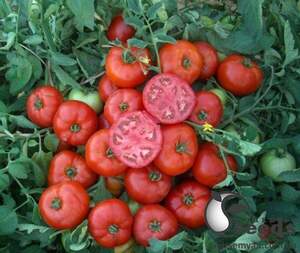 Томат "Мармара" F1 1000 семена (Yuksel Seeds)