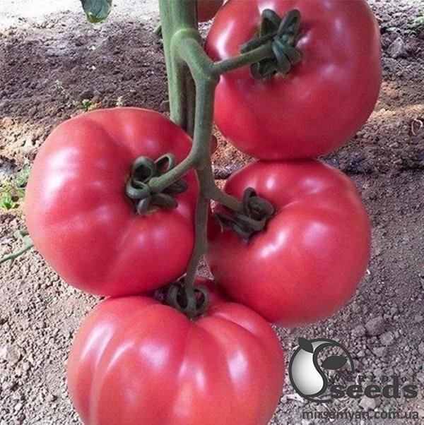 Томат "Пінк Роуз" F1 100 семена (Yuksel Seeds) Томат "Пінк Роуз" F1 100 семена (Yuksel Seeds)